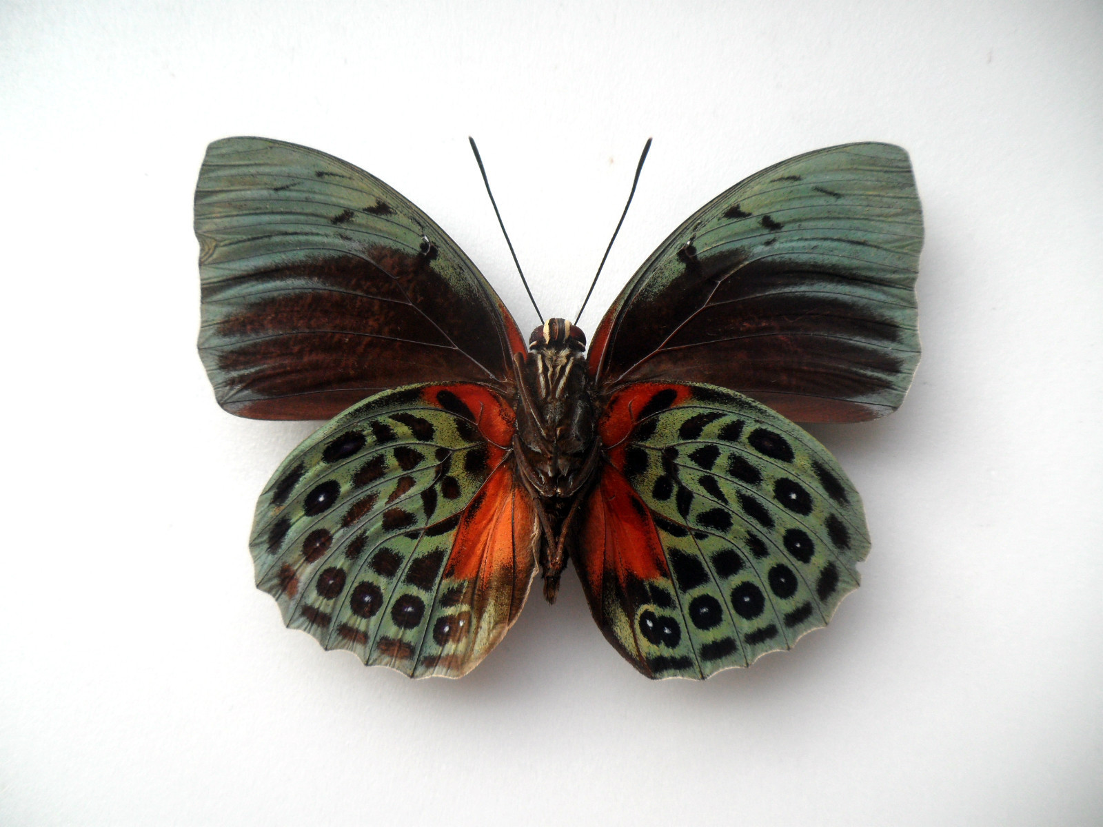 Agrias beata beata GYNANDROMORPH or ABERRATION Satipo Peru 4 (Internet Image property of respective owner, non-commercial use only)